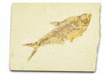Detailed Fossil Fish (Diplomystus) - Wyoming #379415-1